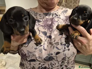 Dachshund dogs 2x female dashund pups for sale in Ludlow - Advert 11