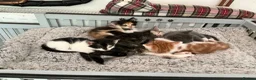 Mixed Breed cats for sale: BEAUTIFUL KITTENS in Cullompton - Advert 8