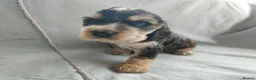 Cocker Spaniel dogs for sale: KC/ Show Type Cocker Spaniels - Advert 27
