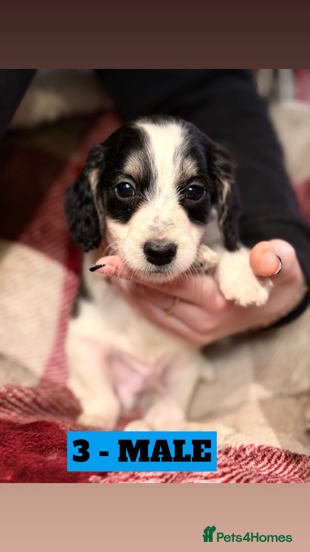 Cockapoo dogs for sale: BEAUTIFUL F2 COCKAPOO PUPPIES - 4 BOYS AND 4 GIRLS - Advert 30