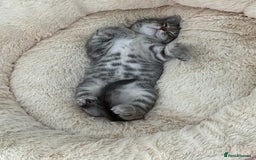 Maine Coon cats for sale: Grey Ragdoll / Mainecoon kitten - Image 4
