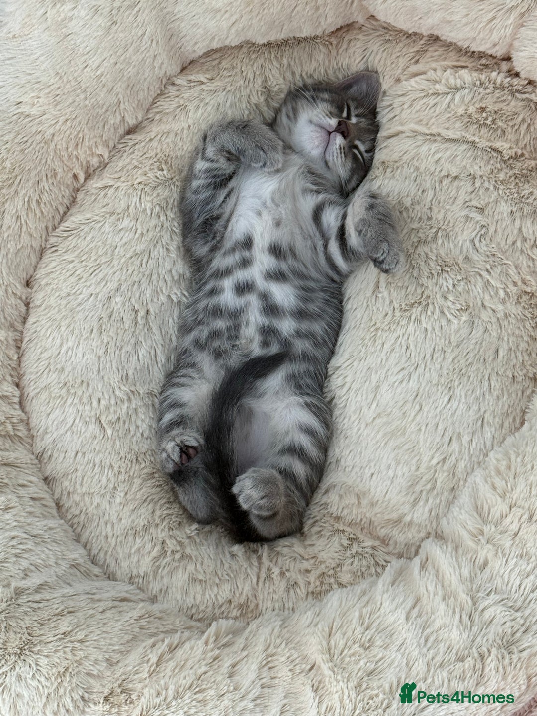 Maine Coon cats for sale: Grey Ragdoll / Mainecoon kitten - Image 4