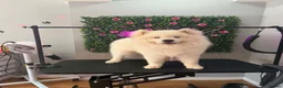 Samoyed dogs for sale: Samoyed  - Advert 3