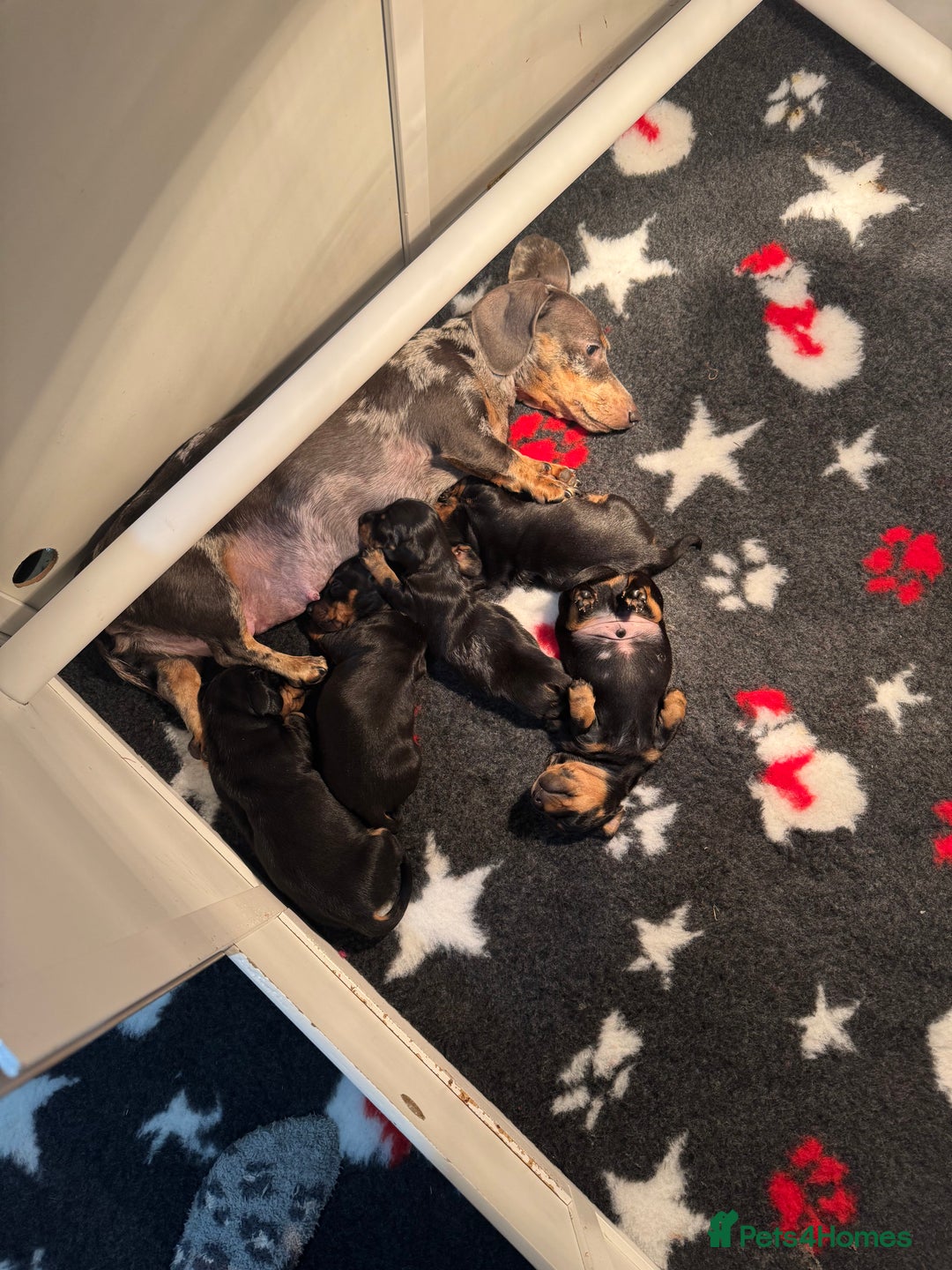 Miniature Dachshund dogs for sale: Miniature dachshund smooth haired black&tan kc reg - Advert 5