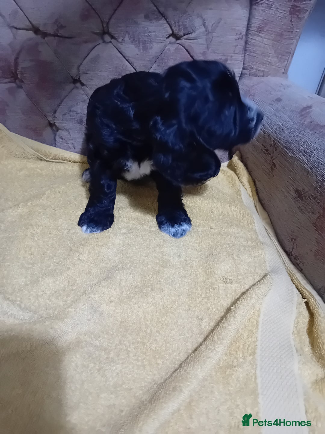 Cockapoo dogs for sale: Cocker × Cockapoo  - Advert 3