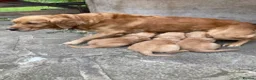 Golden Retriever dogs for sale: Golden retriever - Advert 2