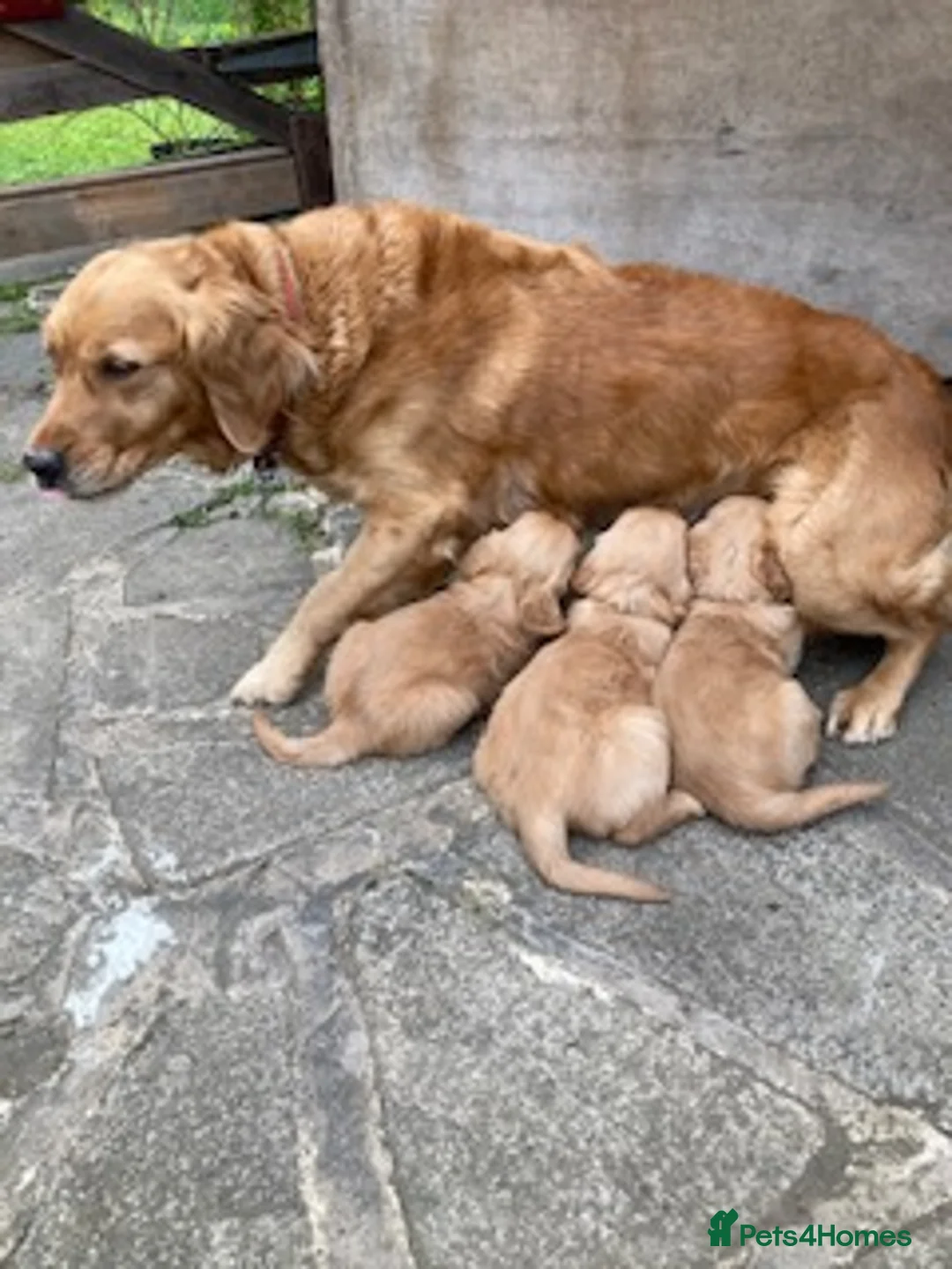 Golden Retriever dogs for sale: Golden retriever - Advert 2