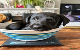 Labrador Retriever dogs for sale: Beautiful Labrador puppies 4 coats colour  - Image 20