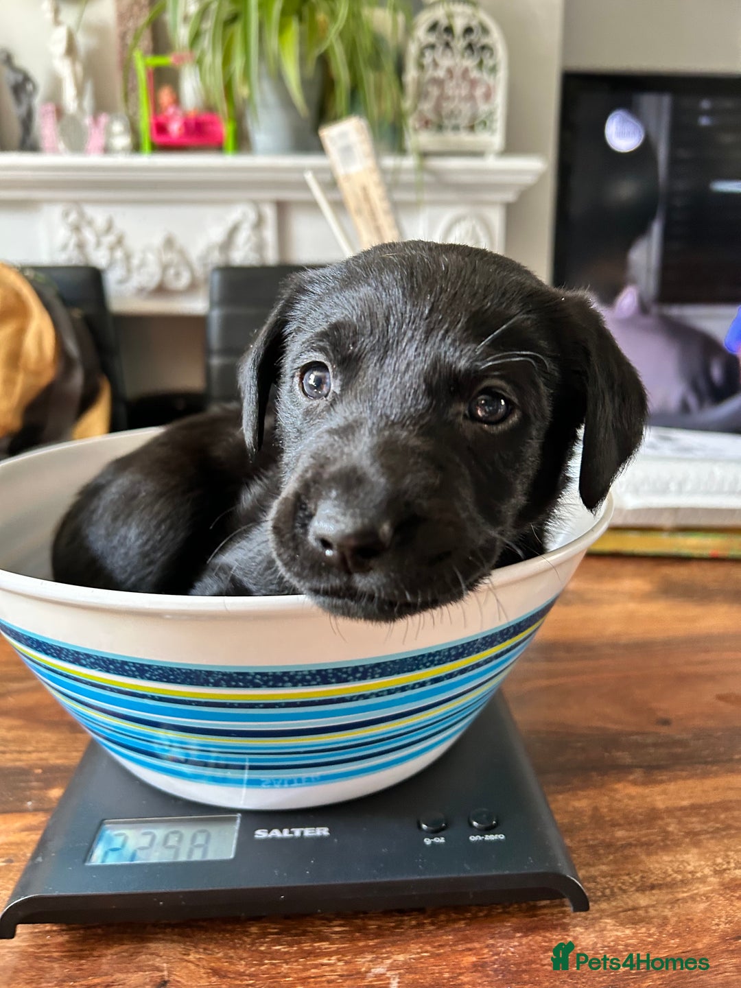 Labrador Retriever dogs for sale: Beautiful Labrador puppies 4 coats colour  - Image 20