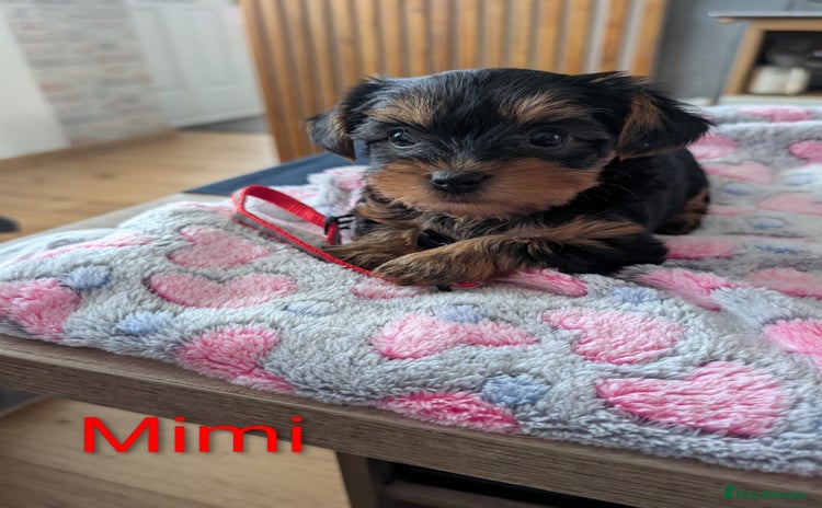 Yorkshire Terrier dogs - Advert 3