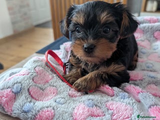 Yorkshire Terrier dogs - Advert 10
