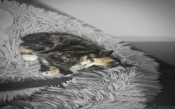 Mixed Breed cats for sale: Adorable 4 Kittens for Sale! - Image 9