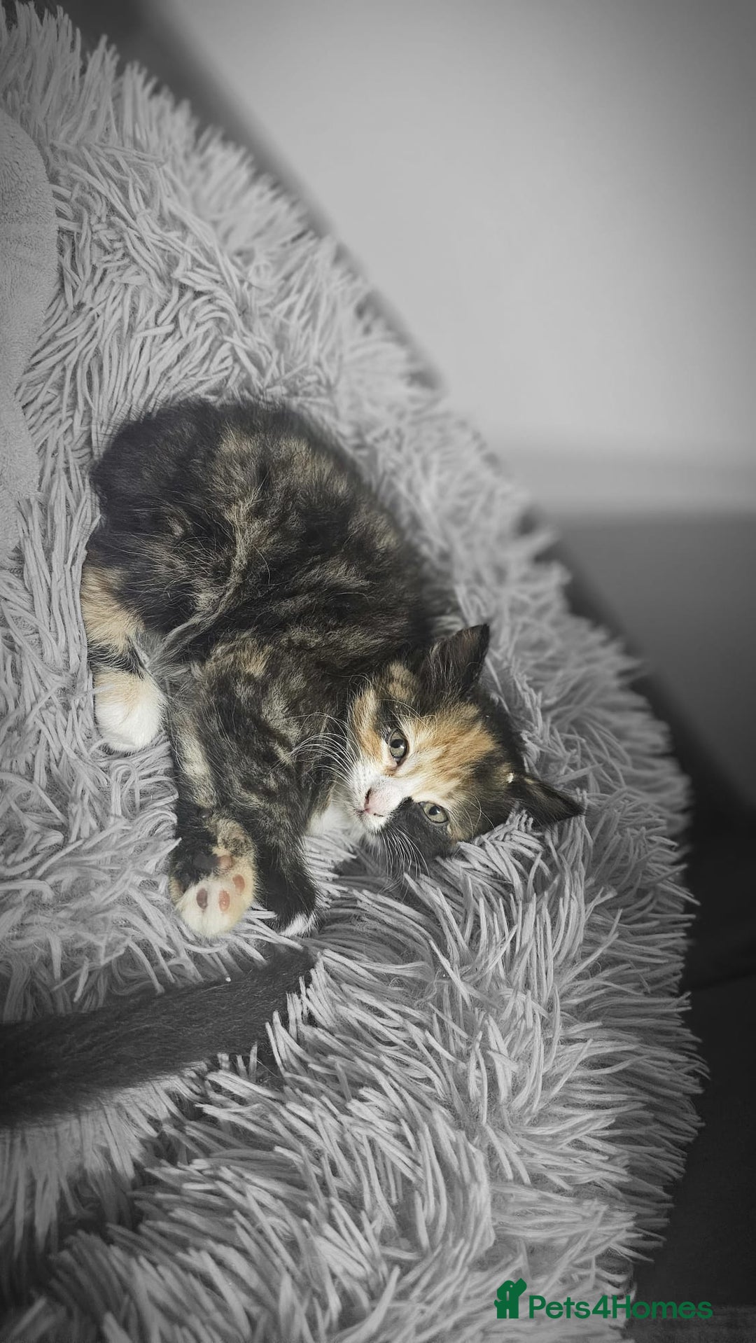 Mixed Breed cats for sale: Adorable 4 Kittens for Sale! - Image 9
