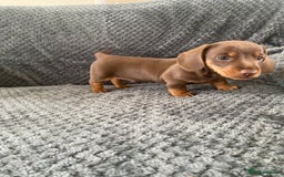 Dachshund dogs for sale: 1 gorgeous sausage dog boy  - Image 6