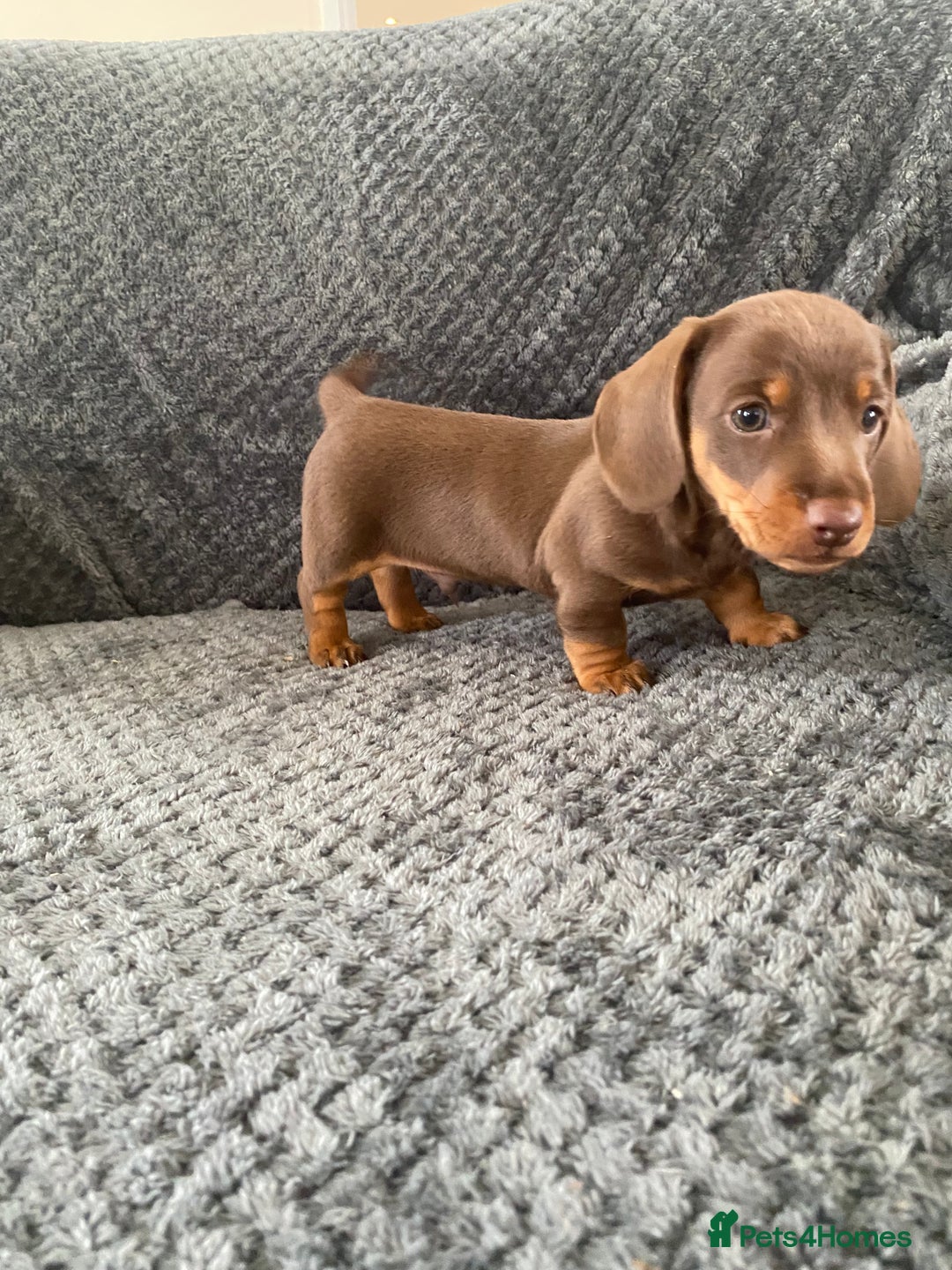 Dachshund dogs for sale: 1 gorgeous sausage dog boy  - Image 6