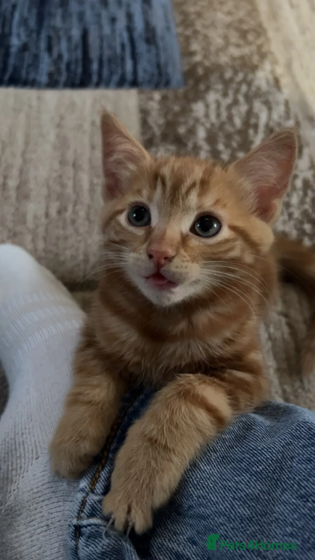 Mixed Breed cats for sale: 2 lovely male kittens left - Advert 1