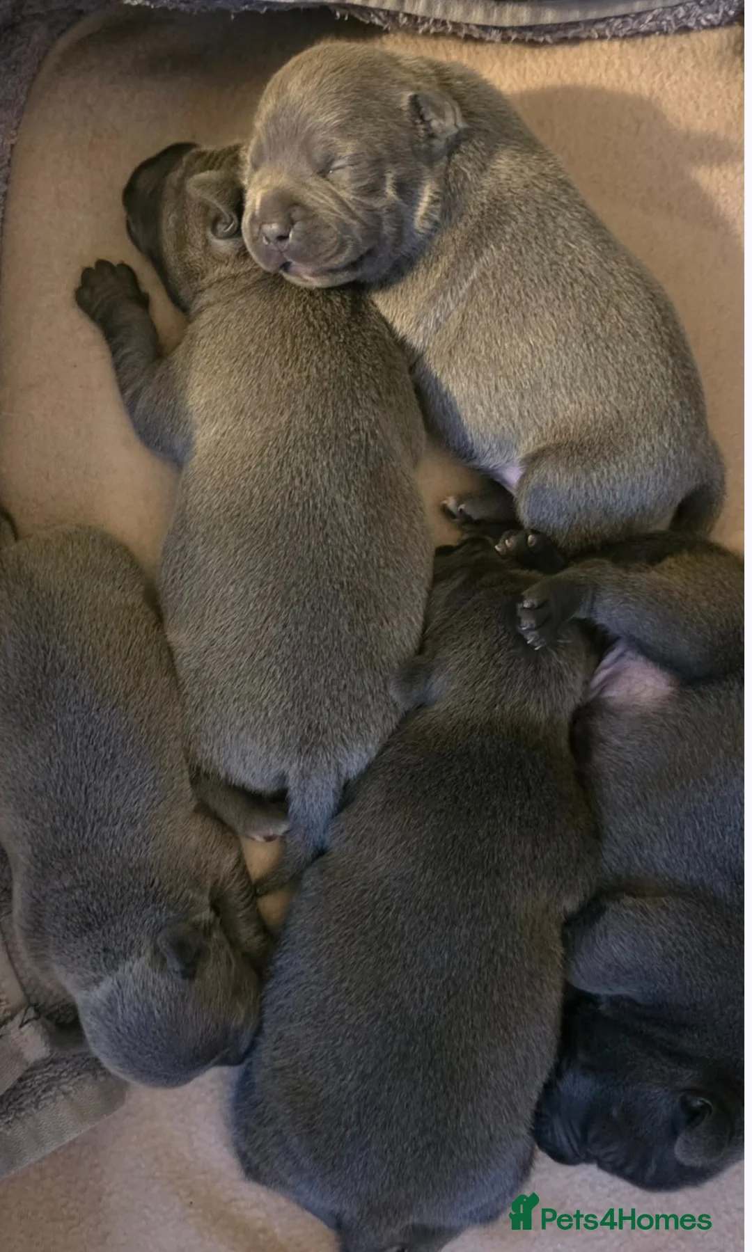Staffordshire Bull Terrier dogs for sale: Stunning litter-champion bloodline - Advert 6
