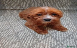Cavapoo dogs for sale: Red cavapoo pups - Advert 13