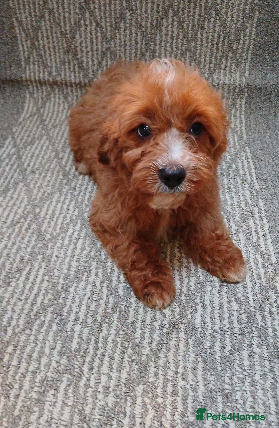 Cavapoo dogs for sale: Red cavapoo pups - Advert 13