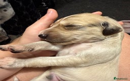 Saluki dogs for sale: Beautiful Saluki (new updated photos)  - Image 12