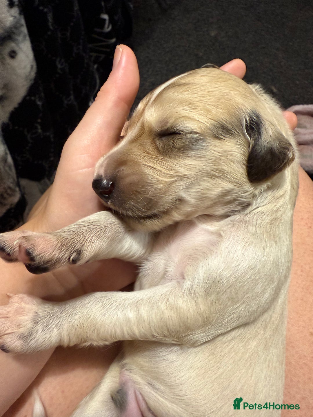 Saluki dogs for sale: Beautiful Saluki (new updated photos)  - Image 12