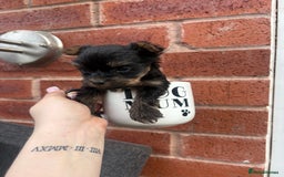 Yorkshire Terrier dogs for sale: Stunning boys looking for their new homes! - Image 3