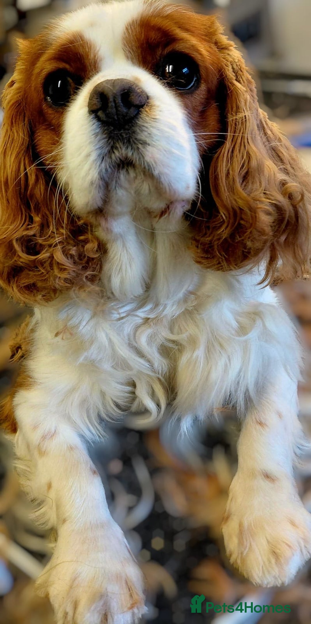 Cavapoo dogs for sale: Gorgeous F1 Cavapoo puppies. Health tested parents - Advert 12