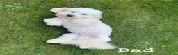 Coton De Tulear dogs for sale: Gorgeous Coton de Tulear puppies KC registered - Advert 21
