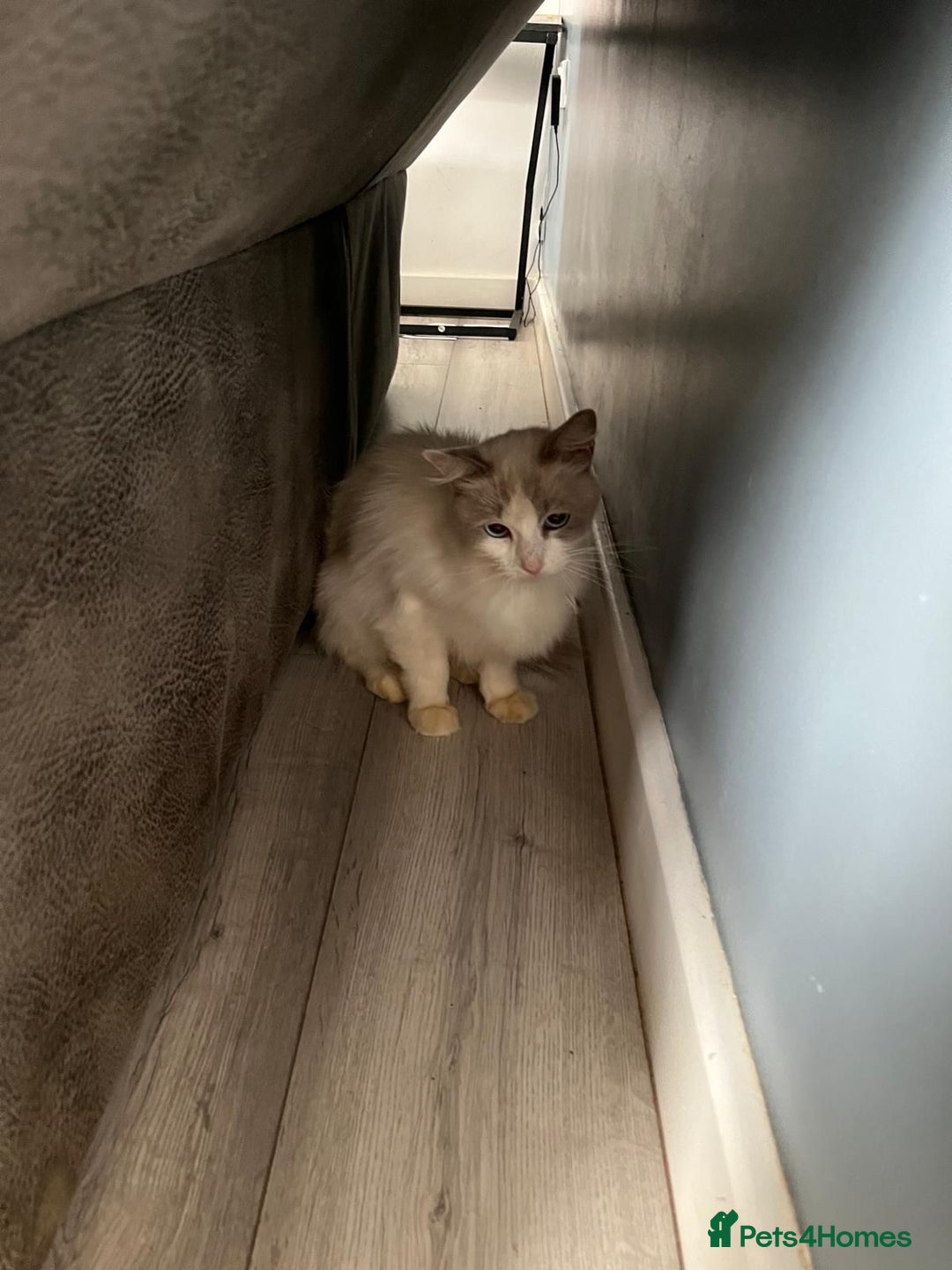 Ragdoll cats for sale: Blue Bi Colour Ragdoll  - Image 1