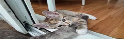 Mixed Breed cats for sale: 🐱 3 Beautiful Friendly Tabby Kittens in Milton Keynes - Advert 16