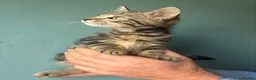 Mixed Breed cats for sale: Gorgeous kittens  - Advert 8