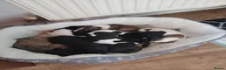 Whippet dogs for sale: K C registered whippet puppies  - Advert 3