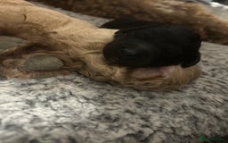 Bernedoodle dogs for sale: Bernedoodle x Labradoodle  - Image 23