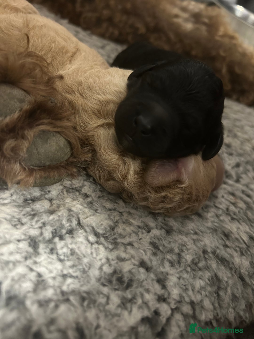 Bernedoodle dogs for sale: Bernedoodle x Labradoodle  - Image 23