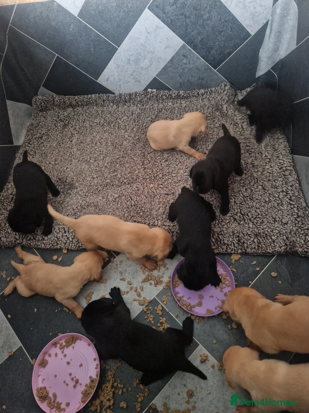Labrador Retriever dogs for sale: Labrador puppies  - Advert 12