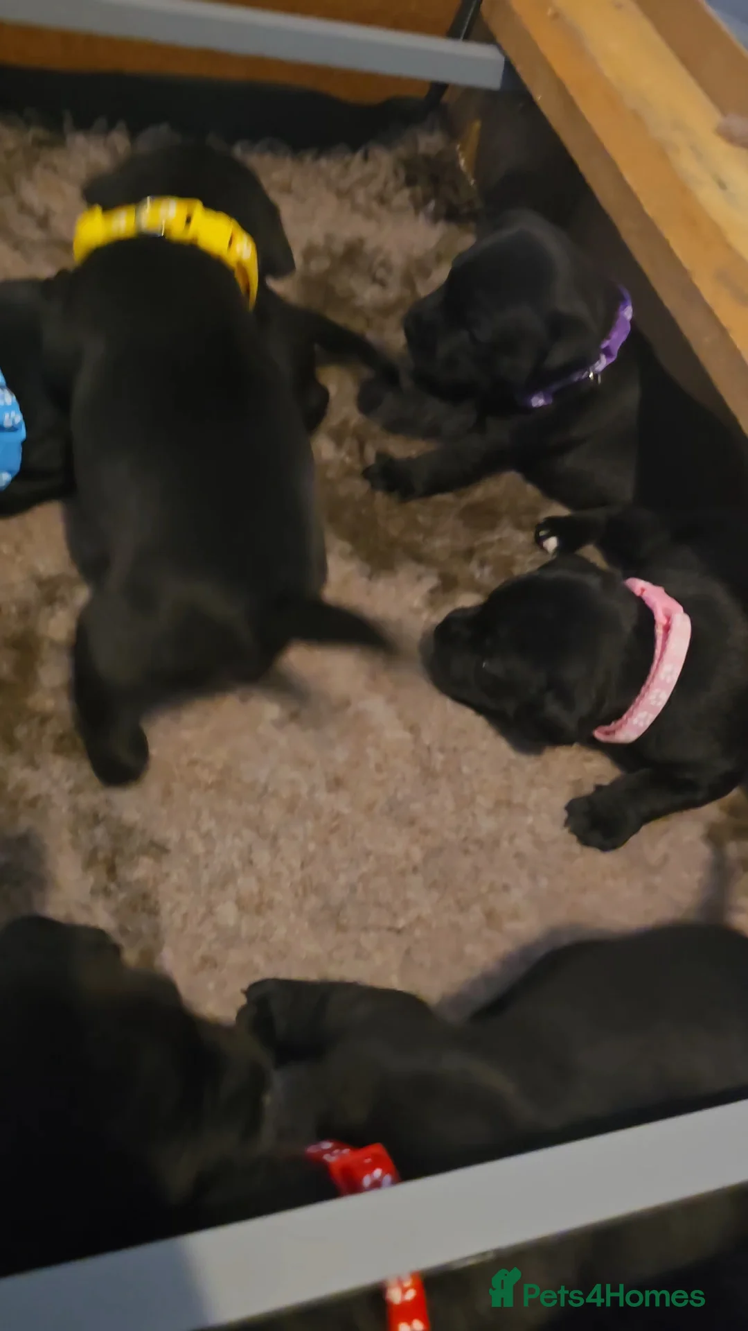 Staffordshire Bull Terrier dogs for sale: Staffordshire bullterrier (LAST 1 ) ready to go - Advert 28