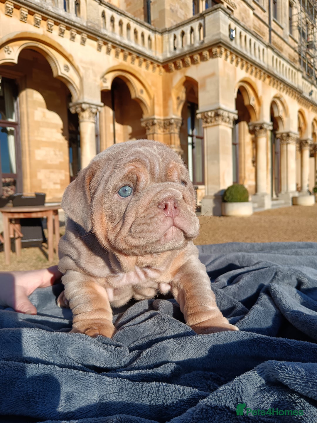 English Bulldog dogs for sale: 2 stunning males from the world famous Mr muscle  - Advert 29