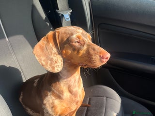 Miniature Dachshund dogs - Advert 21