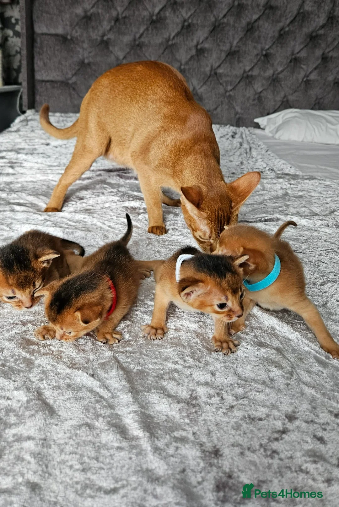 Abyssinian cats for sale: Abyssinian Kittens - Advert 3
