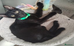 Mixed Breed cats for sale: Kittens  - Image 13