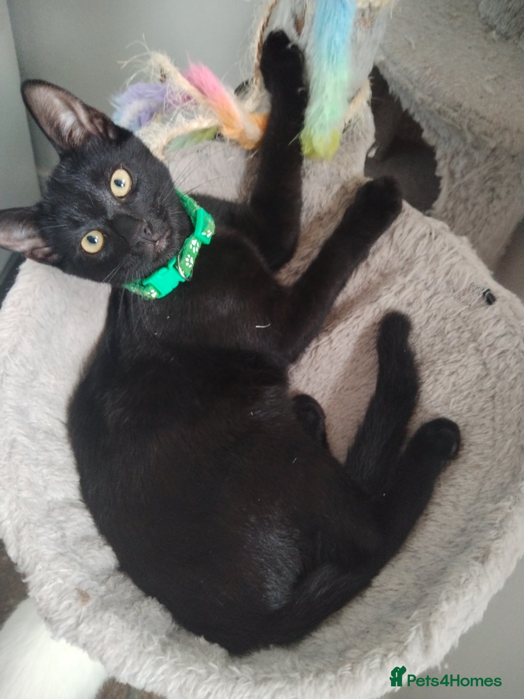 Mixed Breed cats for sale: Kittens  - Image 13