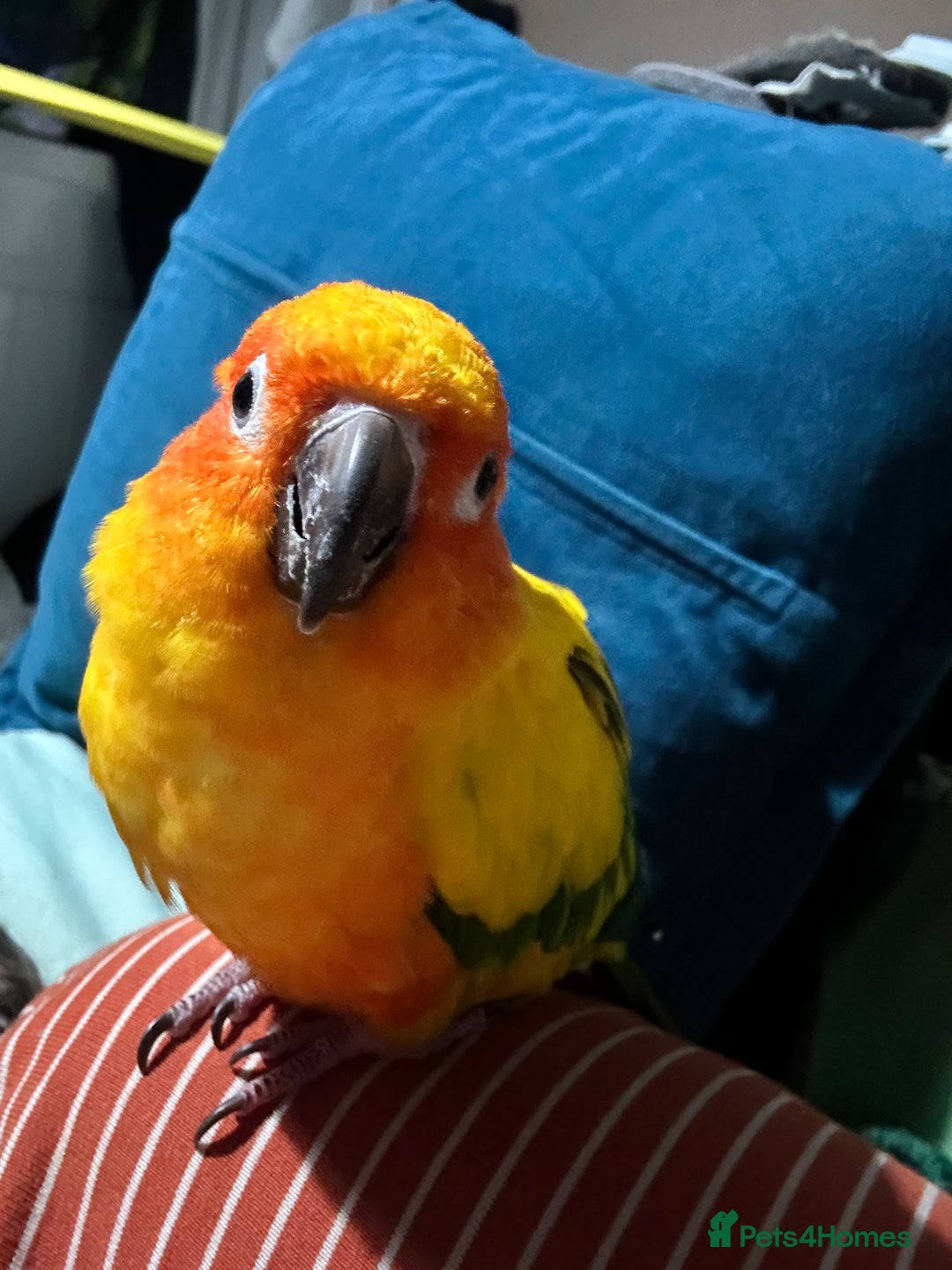 Conures birds for sale: Sun Conure pair  - Image 6