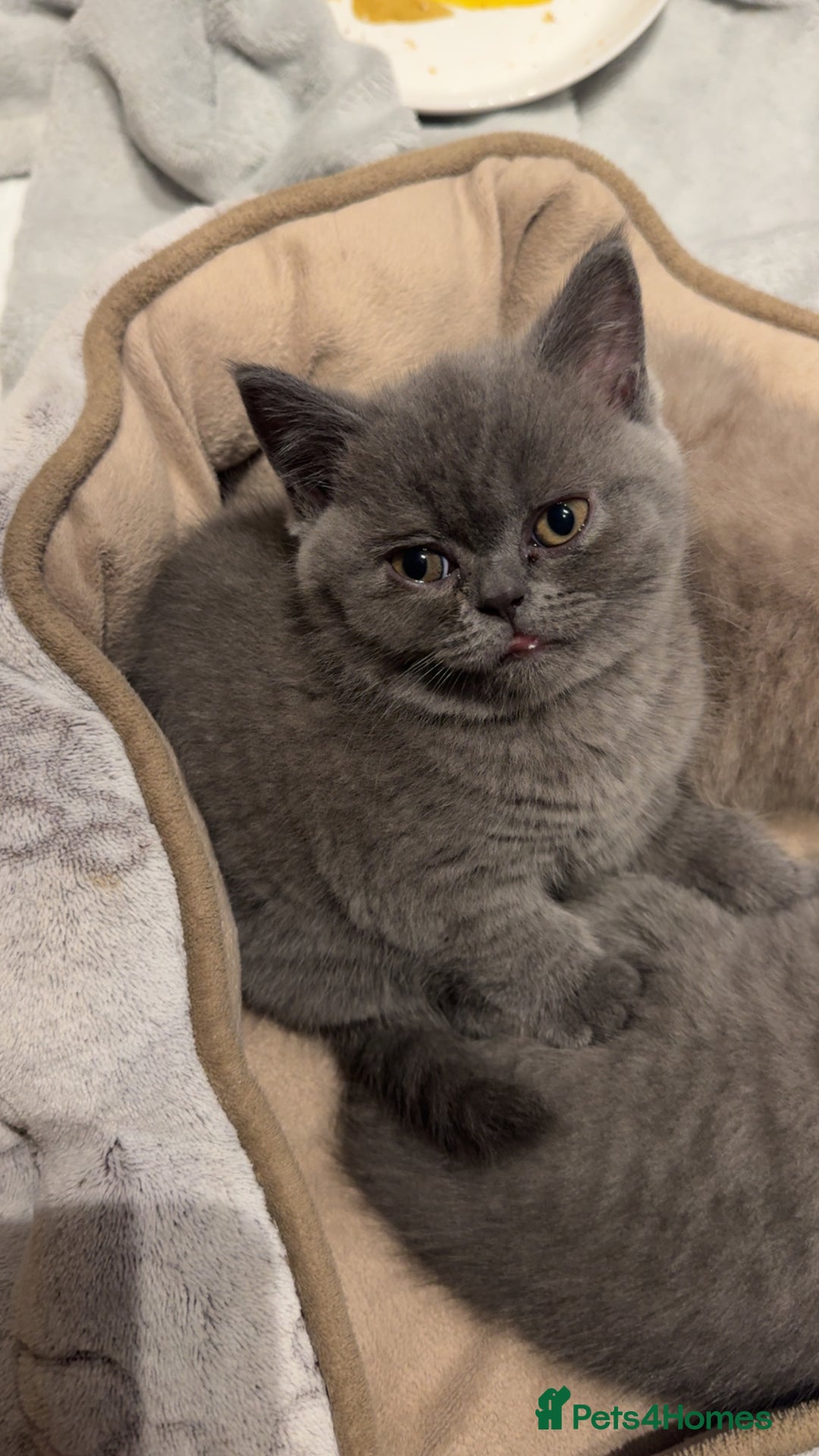 British Shorthair cats for sale: Beautiful British shorthair girl  - Advert 7