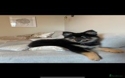 Pomsky dogs for stud: Stunning Black and Tan pomsky for stud  - Image 4