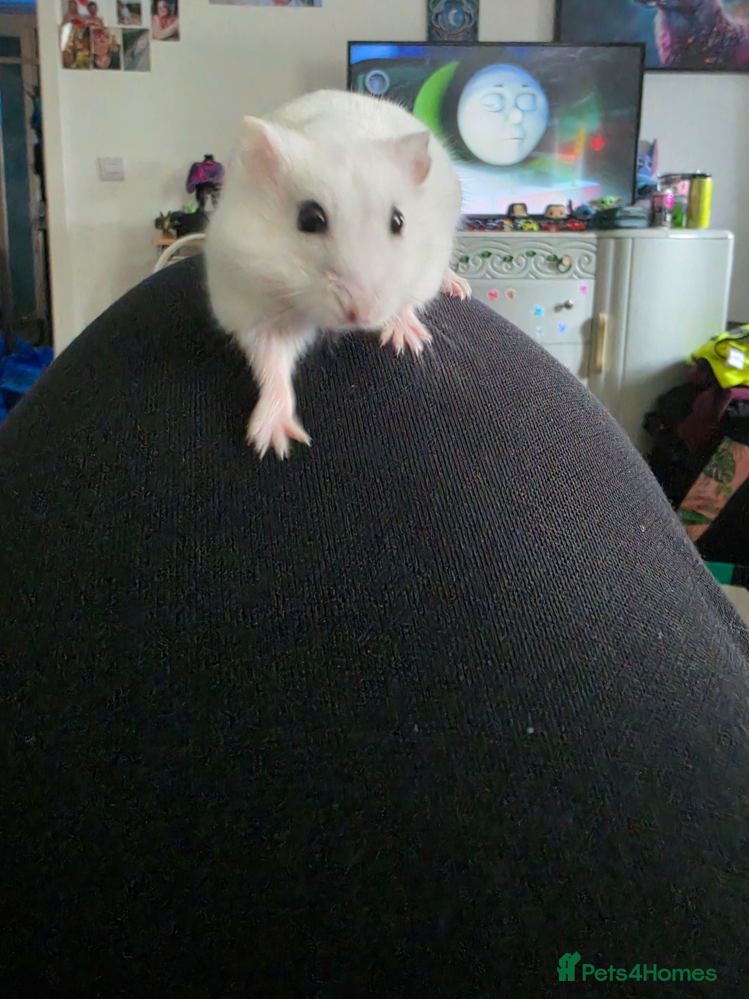 Hamster rodents Male and female russian dwarf hamsters  - Advert 2