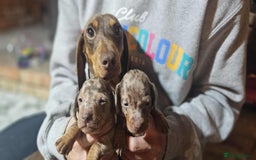 Miniature Dachshund dogs for sale: KC Mini Dachshund Dapple Girls & Boys and Tan Boy - Image 6