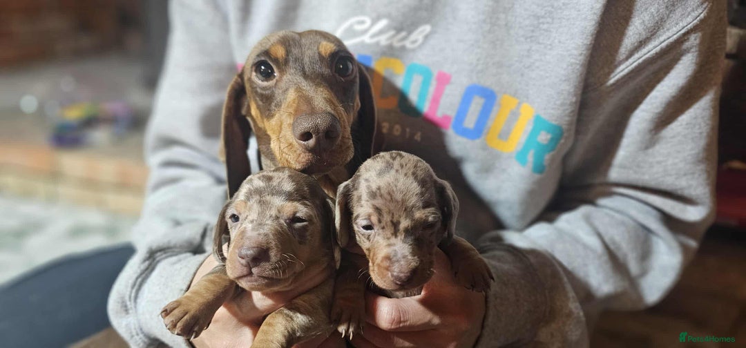 Miniature Dachshund dogs for sale: KC Mini Dachshund Dapple Girls & Boys and Tan Boy - Image 6