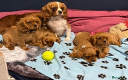 Cavalier King Charles Spaniel dogs for sale: Cavalier king Charles  Ruby's puppy's   - Image 19