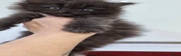 Maine Coon cats for sale: Maine coon x persian - Advert 7