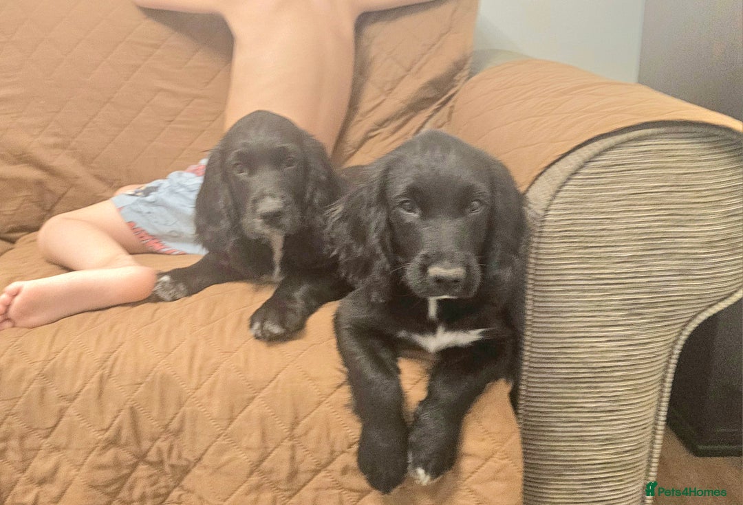 Sprocker dogs for sale: One black male left😍 Beautifully marked sprocker! - Image 3